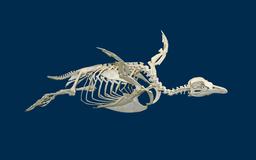 Squelette de manchot de Magellan . Source : http://data.abuledu.org/URI/5367b985-spheniscus-magellanicus-01-jpg