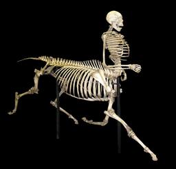 Squelette de centaure. Source : http://data.abuledu.org/URI/58390635-squelette-de-centaure