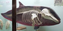 Squelette de dauphin. Source : http://data.abuledu.org/URI/53528274-squelette-de-dauphin