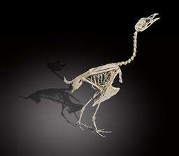 Squelette de Grand Tétras. Source : http://data.abuledu.org/URI/546147f3-squelette-de-grand-tetras