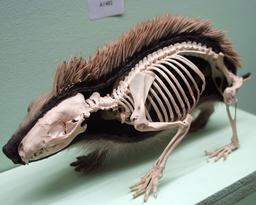 Squelette de hérisson. Source : http://data.abuledu.org/URI/53527b74-squelette-de-herisson