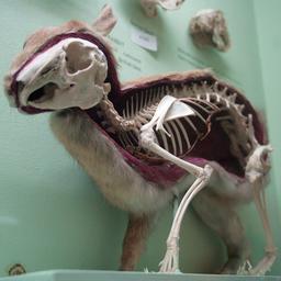 Squelette de lapin. Source : http://data.abuledu.org/URI/53528350-squelette-de-lapin