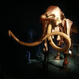 Squelette de Mammouth. Source : http://data.abuledu.org/URI/52ee85d6-squelette-de-mammouth