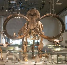 Squelette de mammouth. Source : http://data.abuledu.org/URI/58570997-squelette-de-mammouth
