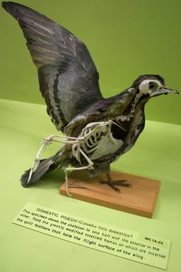 Squelette de pigeon. Source : http://data.abuledu.org/URI/53528303-squelette-de-pigeon