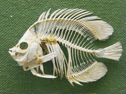 Squelette de poisson papillon. Source : http://data.abuledu.org/URI/5555eba3-squelette-de-poisson-papillon