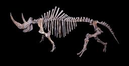 Squelette de rhinocéros laineux. Source : http://data.abuledu.org/URI/549dec11-squelette-de-rhinoceros-laineux