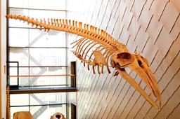 Squelette de Rorqual boréal. Source : http://data.abuledu.org/URI/5856f153-squelette-de-rorqual-boreal