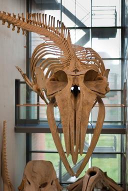 Squelette de rorqual boréal. Source : http://data.abuledu.org/URI/5856f39b-squelette-de-rorqual-boreal