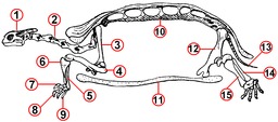 Squelette de tortue. Source : http://data.abuledu.org/URI/5184503f-squelette-de-tortue