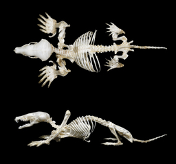 Squelette de taupe européenne. Source : http://data.abuledu.org/URI/5367b5fa-squelette-taupe-europeenne