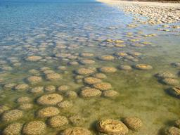 Stromatolithes en Australie. Source : http://data.abuledu.org/URI/52152259-stromatolithes-en-australie