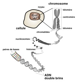 Structure d'un chromosome. Source : http://data.abuledu.org/URI/541d9da6-structure-d-un-chromosome