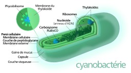 Structure de Cyanobactérie. Source : http://data.abuledu.org/URI/521526b7-structure-de-cyanobacterie