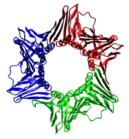 Structure tridimensionnelle du PCNA. Source : http://data.abuledu.org/URI/52b0a2e9-structure-tridimensionnelle-du-pcna
