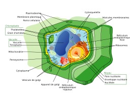 Struture de cellule végétale. Source : http://data.abuledu.org/URI/50c497e8-struture-de-cellule-vegetale