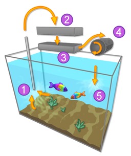 Système de filtration d'un aquarium. Source : http://data.abuledu.org/URI/5148a419-systeme-de-filtration-d-un-aquarium