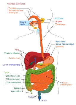 Système digestif humain. Source : http://data.abuledu.org/URI/5043d52a-systeme-digestif-humain