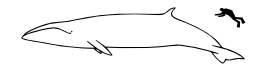 Taille comparée de l'homme et du rorqual boréal. Source : http://data.abuledu.org/URI/5856f1bd-taille-comparee-de-l-homme-et-du-rorqual-boreal