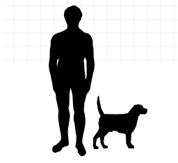 Taille du Beagle par rapport à l'homme. Source : http://data.abuledu.org/URI/5160c0c9-taille-du-beagle-par-rapport-a-l-homme
