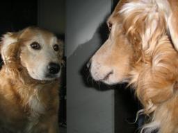 Test du miroir avec un chien. Source : http://data.abuledu.org/URI/51eebedd-test-du-miroir-avec-un-chien