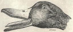 Tête de canard de profil. Source : http://data.abuledu.org/URI/51c4607d-tete-de-canard-de-profil