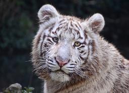 Tigre blanc dans un zoo. Source : http://data.abuledu.org/URI/54fe18ed-tigre-blanc-dans-un-zoo
