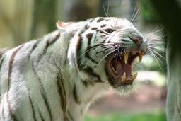 Tigre d'Asie à robe blanche. Source : http://data.abuledu.org/URI/51880071-tigre-d-asie-a-robe-blanche