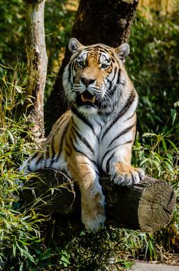 Tigre de Sibérie au Zoo de Muenster. Source : http://data.abuledu.org/URI/54cff6ba-tigre-de-siberie-au-zoo-de-muenster