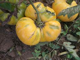 Tomates de jardin jaunes. Source : http://data.abuledu.org/URI/5421b8ae-tomates-de-jardin-jaunes