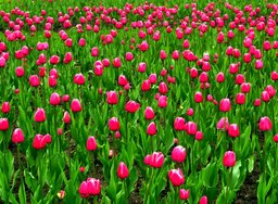 Toronto tulips May 2011.jpg. Source : http://data.abuledu.org/URI/5019876c-toronto-tulips-may-2011-jpg