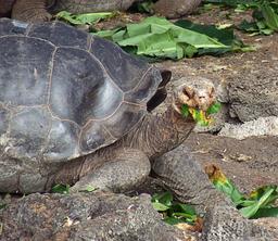 Tortue des Galapagos. Source : http://data.abuledu.org/URI/50e63d2f-tortue-des-galapagos