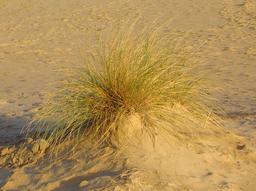 Touffe d'oyat sur la Dune du Pilat. Source : http://data.abuledu.org/URI/504666dd-touffe-d-oyat-sur-la-dune-du-pilat