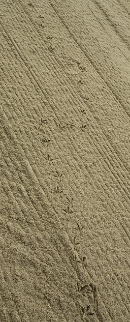 Traces sur le sable mouillé. Source : http://data.abuledu.org/URI/55bb68d8-traces-sur-le-sable-mouille
