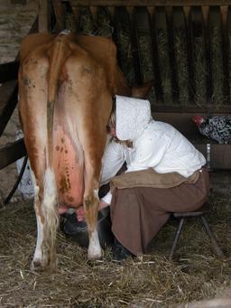 Traite de vache. Source : http://data.abuledu.org/URI/5364f2e1-traite-de-vache