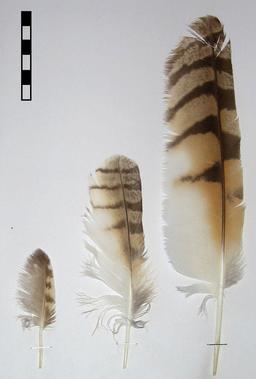 Trois plumes de hibou moyen-duc. Source : http://data.abuledu.org/URI/53543ca4-trois-plumes-de-hibou-moyen-duc