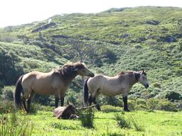 Trois poneys du Connemara. Source : http://data.abuledu.org/URI/55435a5f-trois-poneys-du-connemara
