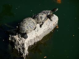 Trois tortues. Source : http://data.abuledu.org/URI/51844e81-trois-tortues