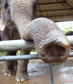 Trompe d'éléphant. Source : http://data.abuledu.org/URI/501d0ca9-trompe-d-elephant
