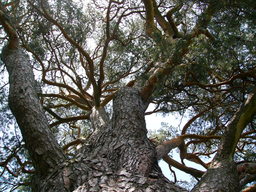 Tronc de pin et branches. Source : http://data.abuledu.org/URI/501ecb84-tronc-de-pin-et-branches