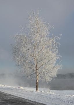 Un arbre sous la neige. Source : http://data.abuledu.org/URI/5416dca3-un-arbre-sous-la-neige