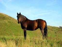 un cheval. Source : http://data.abuledu.org/URI/47f38697-un-cheval