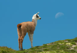 Un Lama. Source : http://data.abuledu.org/URI/47f3a5d8-un-lama