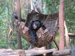 Un ours dans un hamac. Source : http://data.abuledu.org/URI/53526f1d-un-ours-dans-un-hamac