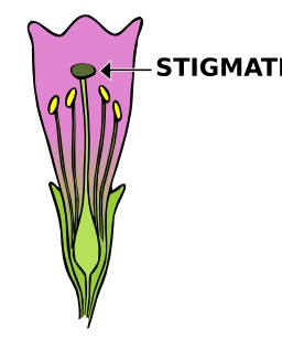 Une fleur avec Stigmate. Source : http://data.abuledu.org/URI/50df843c-une-fleur-avec-stigmate