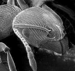 Une fourmi au microscope électronique. Source : http://data.abuledu.org/URI/50b35443-une-fourmi-au-microscope-electronique