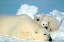 Une ourse blanche et ses deux oursons. Source : http://data.abuledu.org/URI/52b1fd3f-une-ourse-blanche-et-ses-deux-oursons