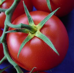 Une tomate. Source : http://data.abuledu.org/URI/501cf281-une-tomate