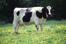 Vache laitière noire et blanche. Source : http://data.abuledu.org/URI/5367ea17-vache-laitiere-noire-et-blanche