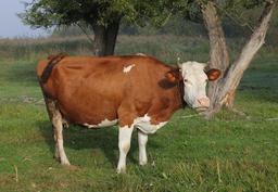 Vache ukrainienne. Source : http://data.abuledu.org/URI/588ce6c6-vache-ukrainienne